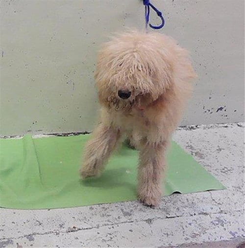Photo of Amelia, adoptable Poodle (Standard) in Houston, Texas