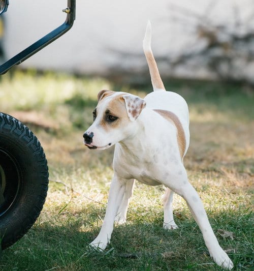 Photo of Apache - Little Trooper, adoptable Pointer in Oakhurst, New Jersey