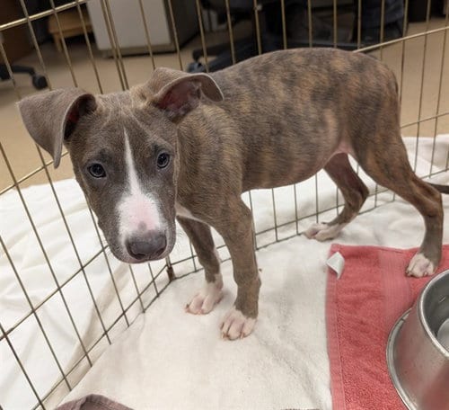 Photo of Gabe, adoptable Pit Bull Terrier in Plano, Texas