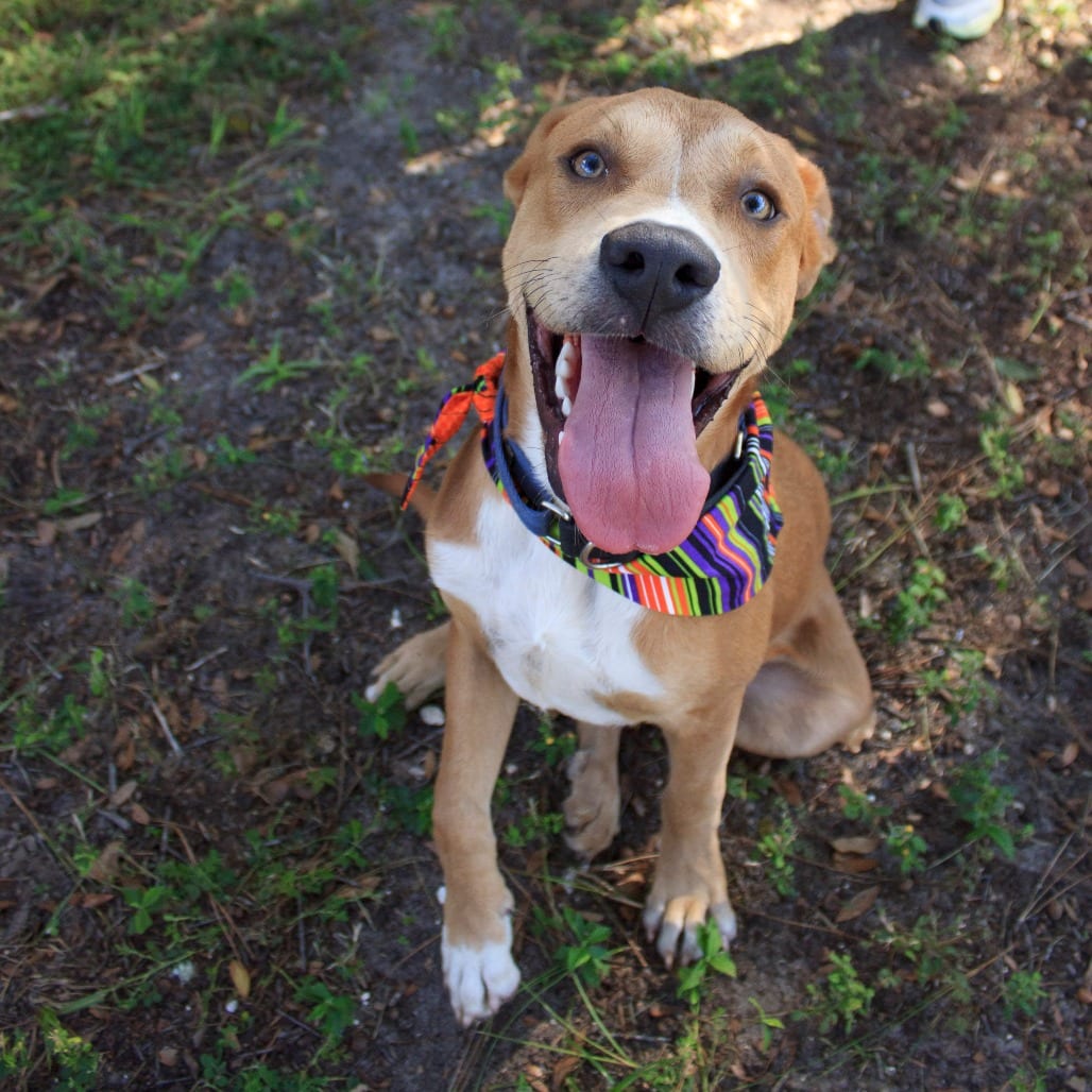 Photo of Dew, adoptable Black Mouth Cur / Mixed Breed (Medium) in Gainesville, Florida
