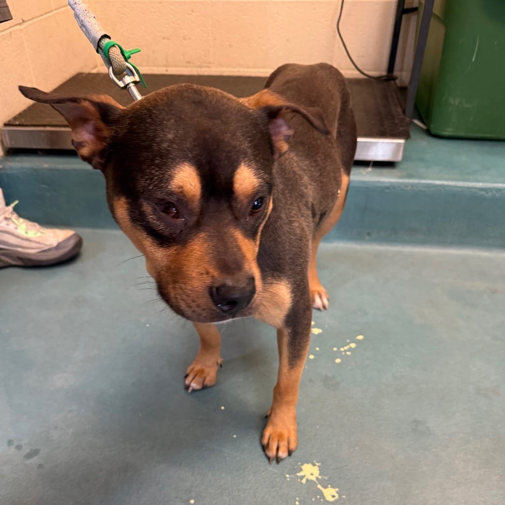 Photo of Bishop, adoptable dog