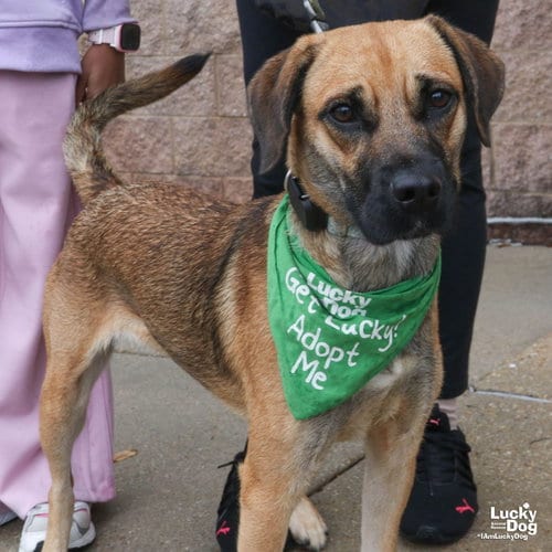 Photo of Mystique, adoptable Black Mouth Cur in Washington, District of Columbia