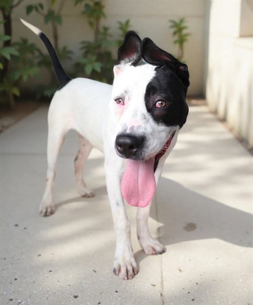 Photo of Billie, adoptable Pit Bull Terrier in Baldwin Park, California