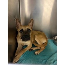 Photo of Apple, adoptable American Pit Bull Terrier in Baton Rouge, Louisiana