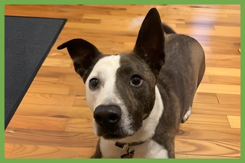 Photo of Penny, adoptable American Pit Bull Terrier in Amherst, Massachusetts