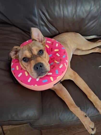 Photo of Kiva, adoptable dog in Chamblee, Georgia