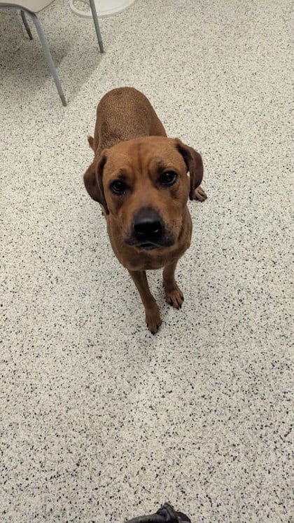 Photo of Dapple, adoptable dog in Atlanta, Georgia