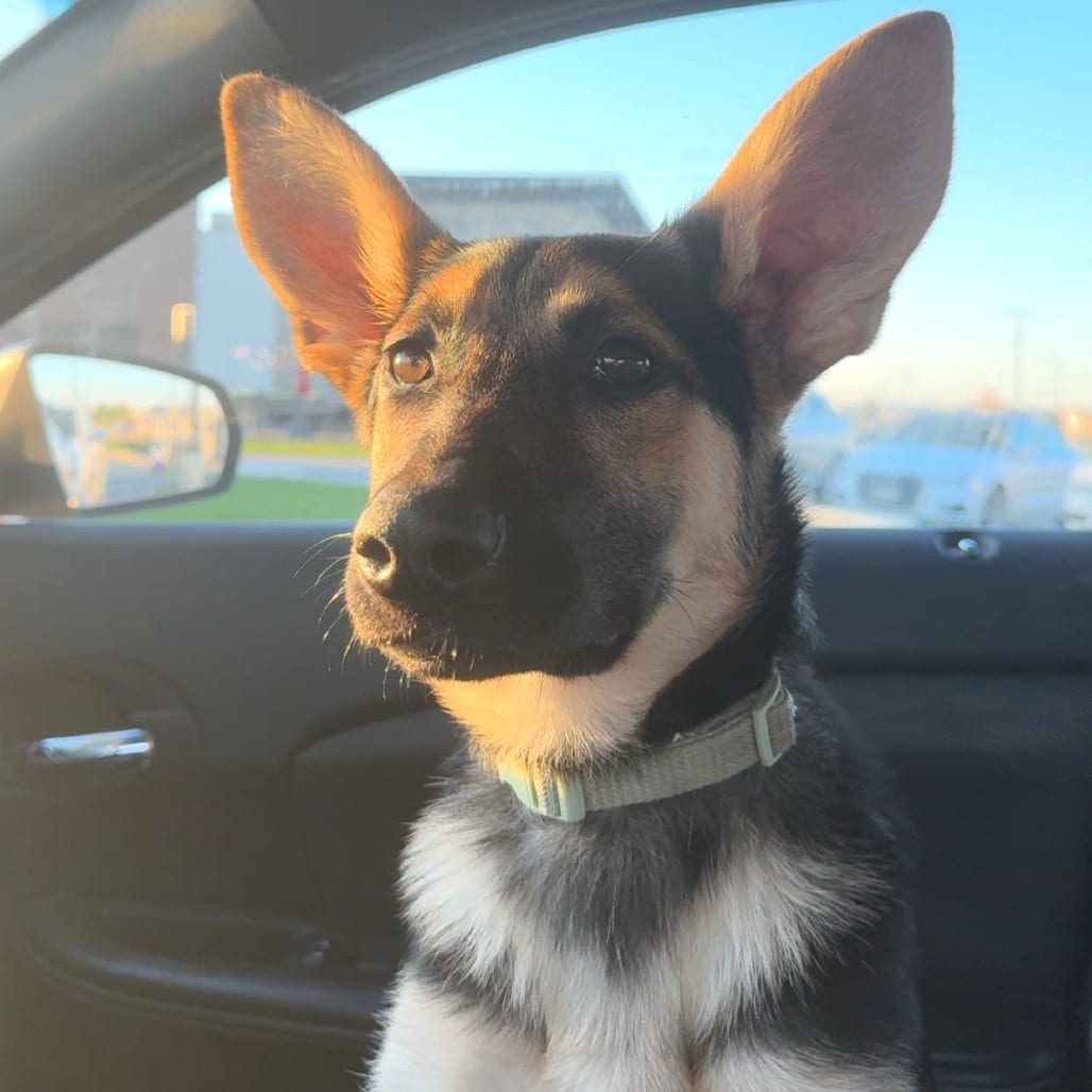 Photo of Peggy Sue - Tripod puppy, adoptable Shepherd, German in Iowa and surrounding states, Iowa