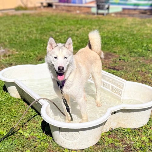 Photo of Palomino, adoptable Siberian Husky in Oakland, California