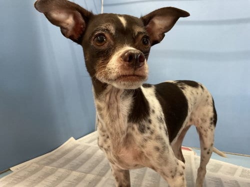 Photo of Faith, adoptable Chihuahua in San Bernardino, California