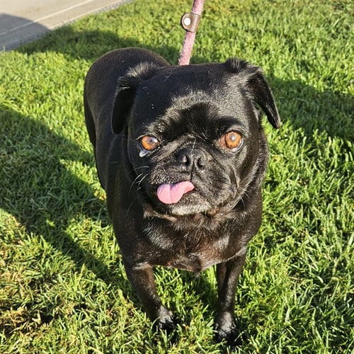 Photo of Bruno, adoptable Pug in Camarillo, California