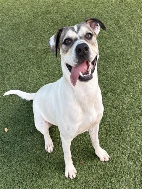 Photo of Frankie, adoptable Mixed Breed
