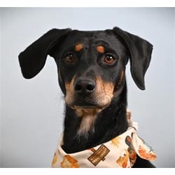 Photo of Raven, adoptable Doberman Pinscher in Loveland, Colorado