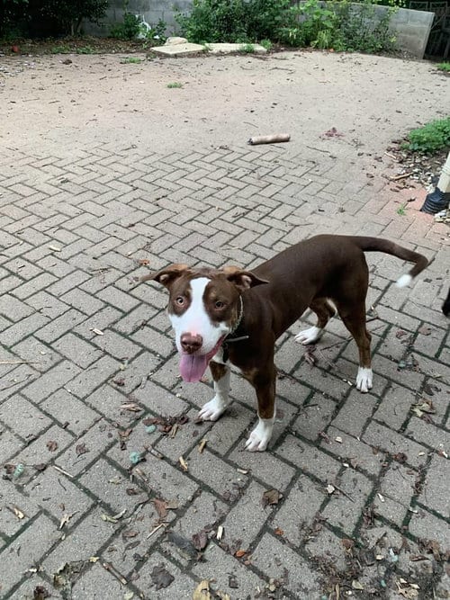 Photo of Nike, adoptable Hound in Columbia, Maryland