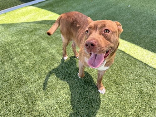 Photo of Roger, adoptable Pit Bull Terrier in Garland, Texas
