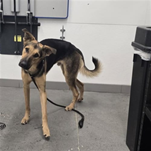 Photo of Pops, adoptable German Shepherd Dog in Mesa, Arizona