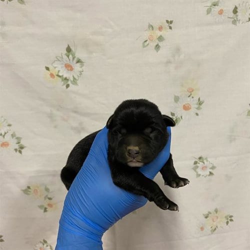 Photo of A613154, adoptable Pit Bull Terrier in Modesto, California