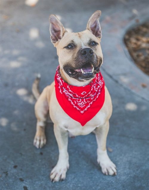Photo of Simba, adoptable American Bulldog in Miami, Florida