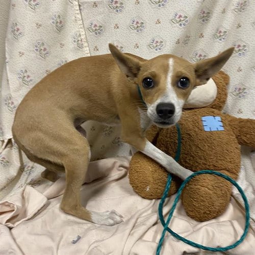 Photo of A614640, adoptable Chihuahua in Modesto, California