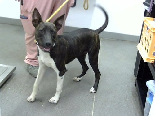 Photo of Strawberry, adoptable Dutch Shepherd in Mesa, Arizona