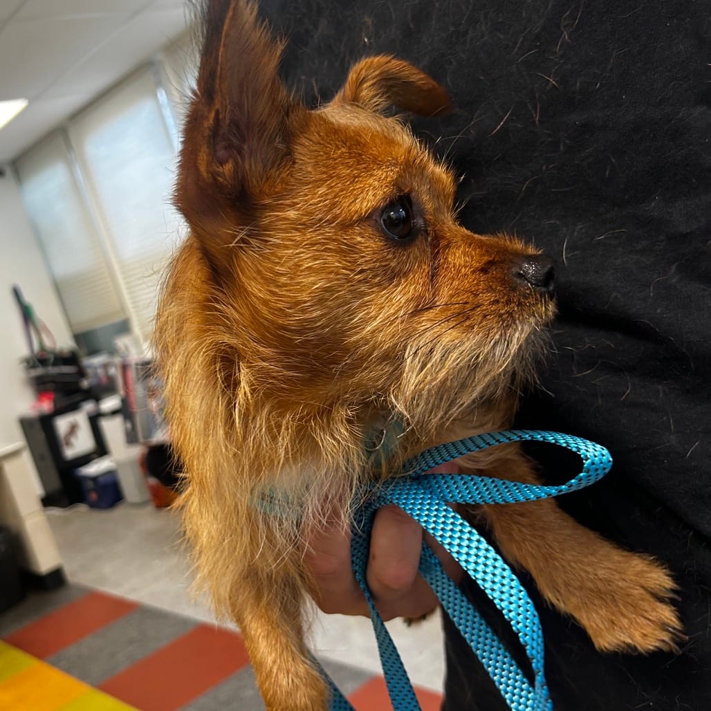 Photo of Bruno, adoptable Chihuahua in West Chester, Pennsylvania