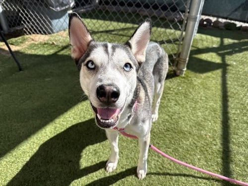 Photo of Penelope, adoptable Siberian Husky in Phoenix, Arizona