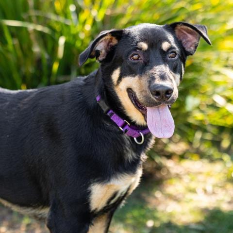 Photo of Rocket, adoptable German Shepherd Dog in Camarillo, California