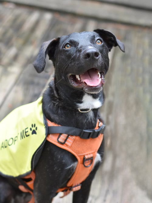 Photo of Abby, adoptable Labrador Retriever in Montgomery, Texas