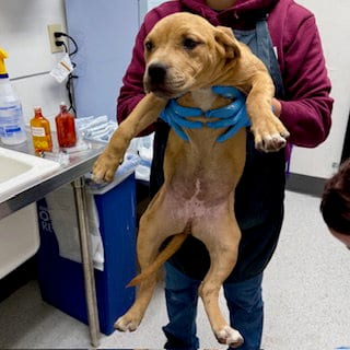 Photo of Lemon Pepper, adoptable Pit Bull Terrier in Oakland, California
