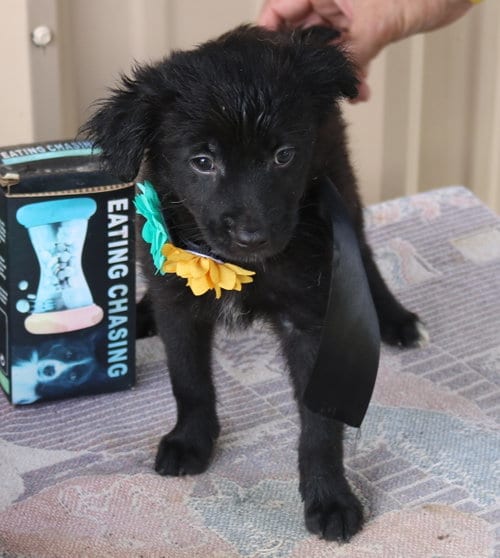 Photo of Hannah, adoptable Cairn Terrier in Bandera, Texas