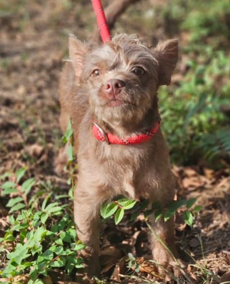 Photo of Brownie, adoptable Yorkshire Terrier Yorkie in Wakefield, Rhode Island