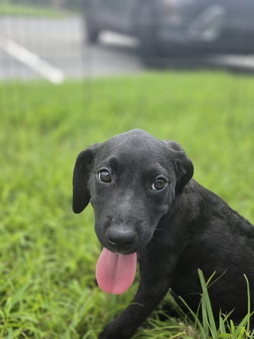 Photo of Casper, adoptable Labrador Retriever in Sanford, Florida