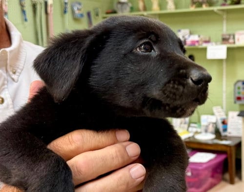 Photo of Crayons, adoptable Labrador Retriever in Burnsville, North Carolina