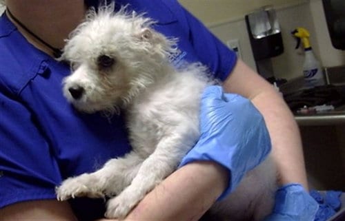 Photo of Cotton, adoptable Poodle (Miniature) in Denver, Colorado