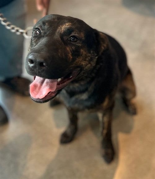 Photo of Buddy, adoptable American Staffordshire Terrier in Houston, Texas