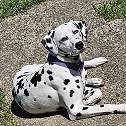 Photo of Dahlia (Dolly)-Cincinnati, OH, adoptable Dalmatian in Southern CA, California