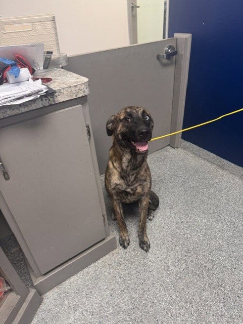 Photo of Sol, adoptable Labrador Retriever in Pasadena, Texas