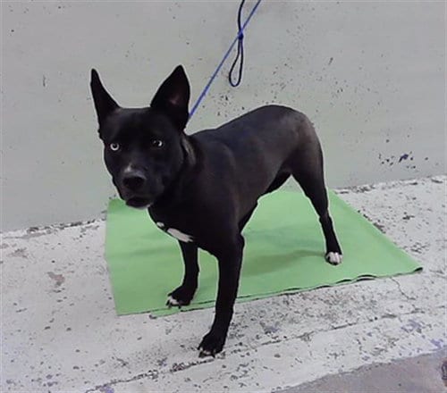 Photo of Nova, adoptable Staffordshire Bull Terrier in Houston, Texas