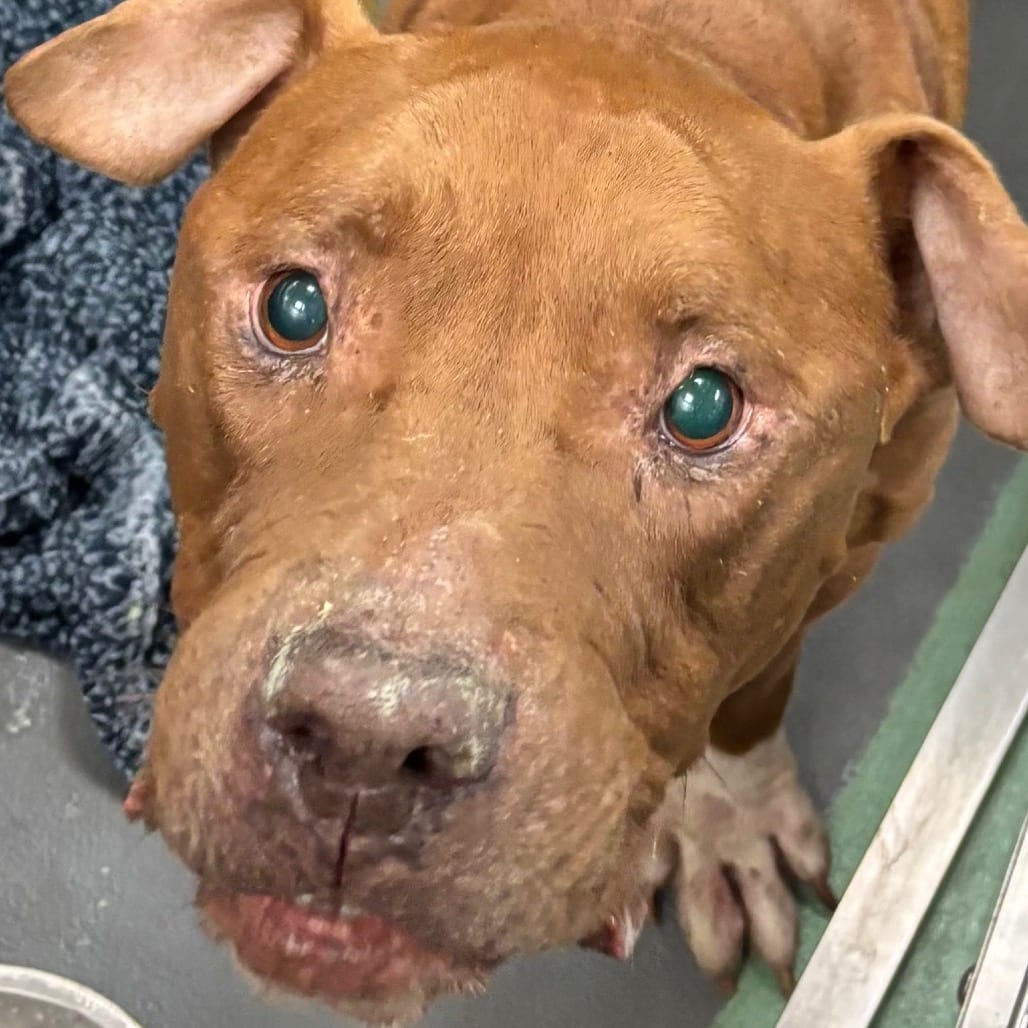 Photo of Flores, adoptable dog
