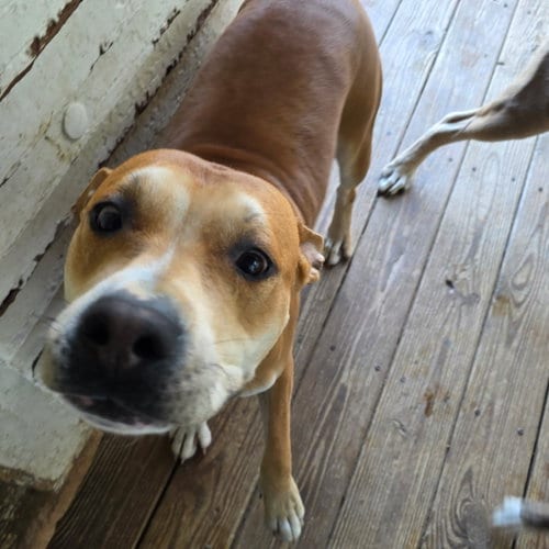 Photo of Brownie, adoptable Pit Bull Terrier in Williamsburg, Iowa