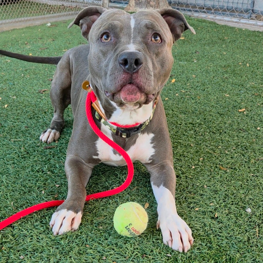 Photo of Pablo, adoptable Terrier, Pit Bull in Henderson, Nevada