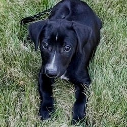 Photo of Ashley, adoptable Labrador Retriever Whippet in Winchester, Virginia
