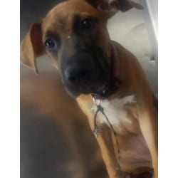 Photo of Sadie, adoptable American Pit Bull Terrier in Baton Rouge, Louisiana