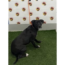 Photo of Candice, adoptable Mixed Breed (Medium) in Land O'Lakes, Florida