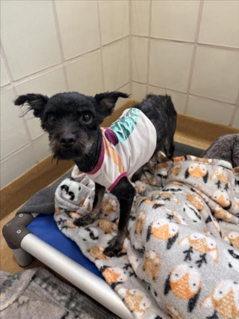 Photo of Mr. Fredricksen, adoptable Shih Tzu in Derwood, Maryland