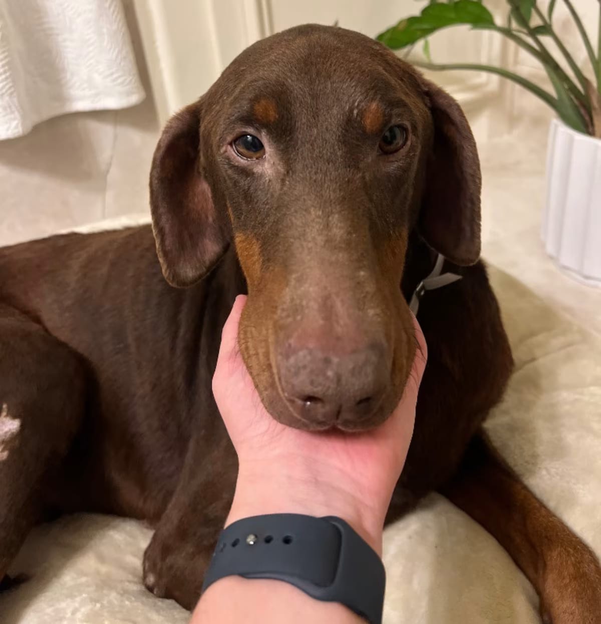 Photo of Toby, adoptable Doberman Pinscher in Houston, Texas