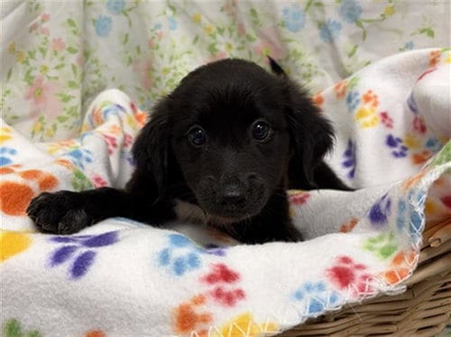 Photo of Rose, adoptable Border Collie in Rosenberg, Texas