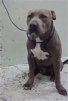 Photo of Landon, adoptable Staffordshire Bull Terrier in Houston, Texas