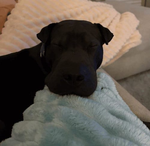 Photo of Moose, adoptable Shar Pei in Rockwall, Texas