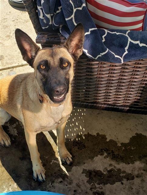 Photo of Sandy, adoptable Belgian Shepherd Malinois in Stockton, California